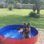 Summer Foldable Dog Swimming Pool - Decoratormall